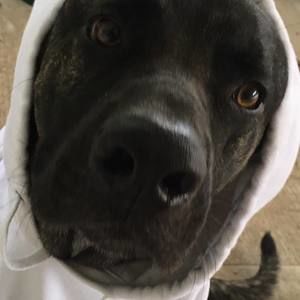 Meet your Posher, Brayan